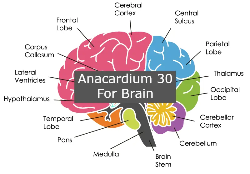 Anacardium 30 For Brain